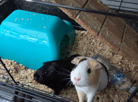 Two female guinea pigs