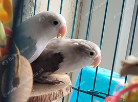 Beautiful bonded pair of lovebirds