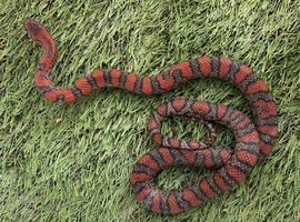 San Luis Potos&iacute; Mexican Kingsnake