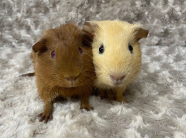Bonded Baby Guinea Pigs