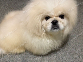 White male Pekingese