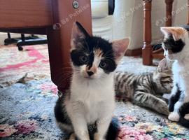 5 beautiful kittens available
