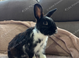Netherland Dwarf Male