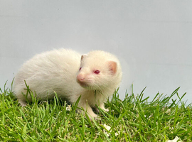Baby Ferrets &ndash; Boys & Girls Available