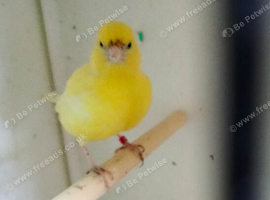 Hen Fife Canary 2024 Bred ticked yellow
