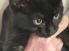 Beautiful russian black x male affectionate 3 months