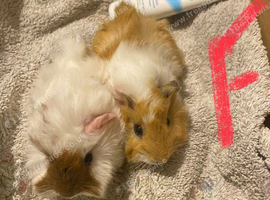 Various Guinea pigs