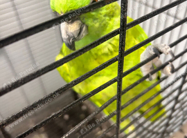 YELLOW-NAPED AMAZON PARROT