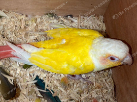 Lutino with split red factor breeder pair