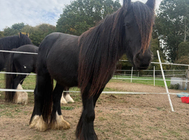Bear cob colt