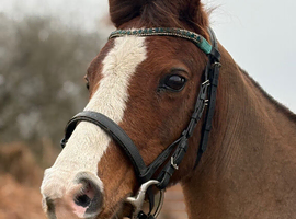 12,2hh section B, chestnut mare