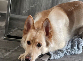 German shepherd Female