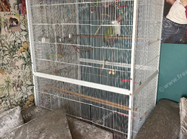 Young Indian ringneck parrot and cage