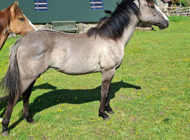 Beautiful Dunn Quarter Horse