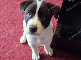 JAPANESE AKITA X STAFFIE PUPS