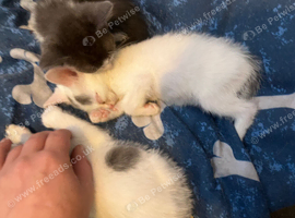 Kittens for sale ready to leave mum