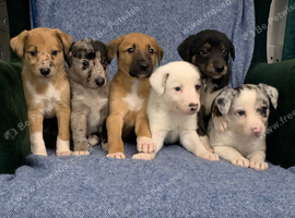 Collie x Lurcher puppies