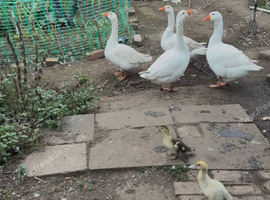 Goose
