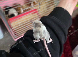 I have mice, nice colours