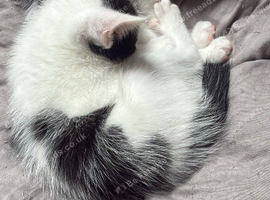 3 kittens ready to go to their forever home