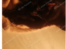 Male adult cat.
