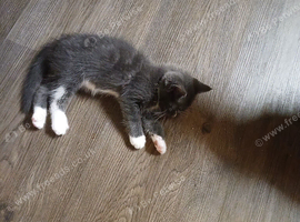 Ragdoll