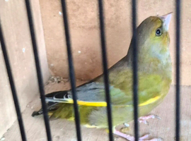 Green finch cock