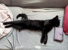 Black Turkish angora kitten