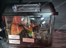 Various tarantulas