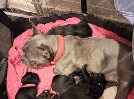 Froodle puppy's for sale