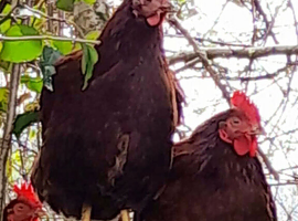 Breeding pair of Rhodes Island reds