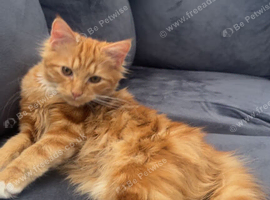 Selling Cat