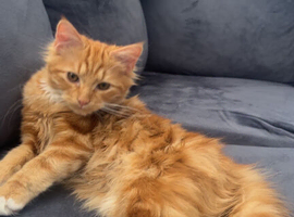 Ginger tabby