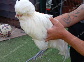 Polish cockerel
