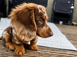 Stunning KC Registered miniature dachshund puppy