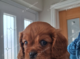 Cavalier King Charles spaniel puppies