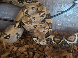 2 year old Female boa with viv