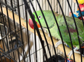 Baby alexandrine