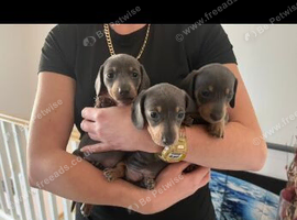 Stunning litter miniature dachshunds