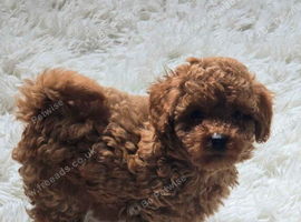Tiny Asian toy poodle puppies