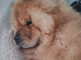 Male Chow Chow KC registered. Please read all of advert. 1.5 years old