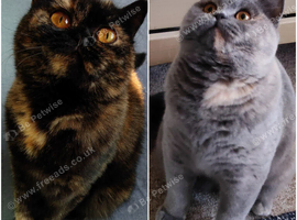 Two beautiful pedigree bsh suites. GCCF registered.