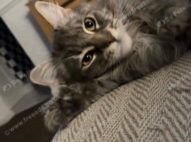 BEAUTIFUL PURE MAINE COON GIRLS BETTY & PARIS