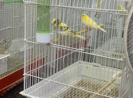 Canaries male and female