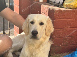 8 month old female looking for a loving home