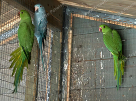 Baby ringnecks