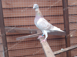 Racing Hen