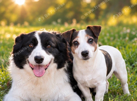 Jessie border collie an Jack Russell adult female