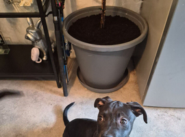 Rottweiler cross pocket bully puppy female