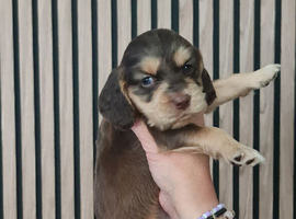 Stunning cocker spaniel puppys